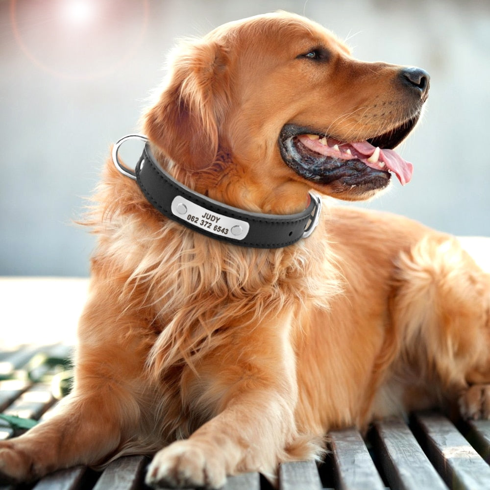 Personalized Pet ID Collar for Dogs & Cats