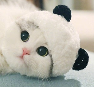 Panda cat costume hotsell