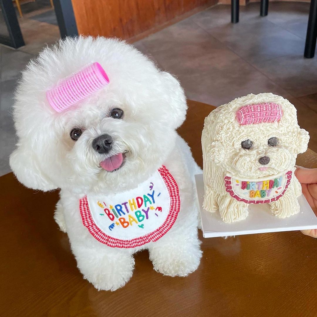 Pet Birthday Party Saliva Towel for Dogs & Cats